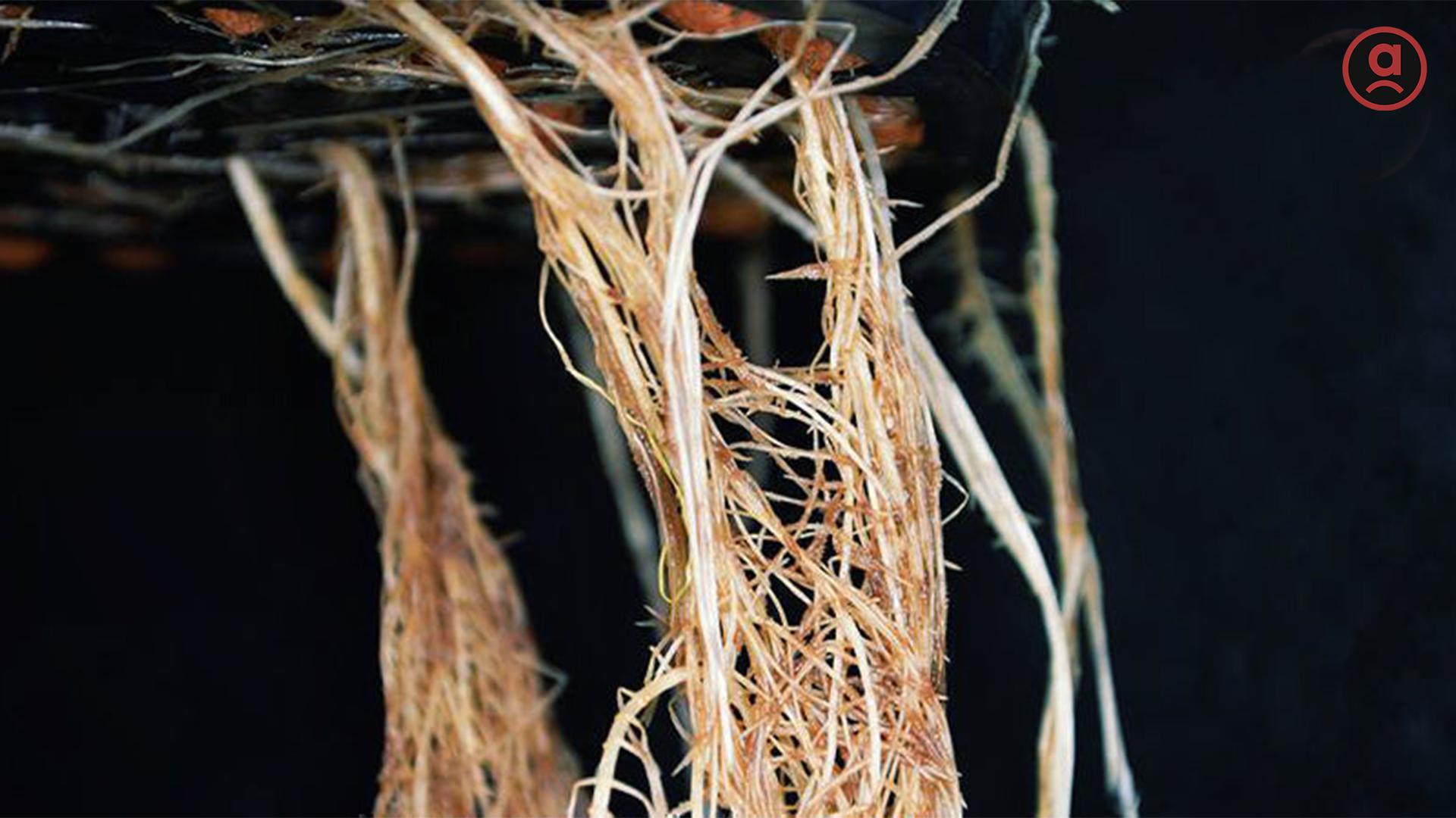 The Common Hey Abby Germination Problem: A Deep Dive into Root Rot, Mildew, and Design Flaws